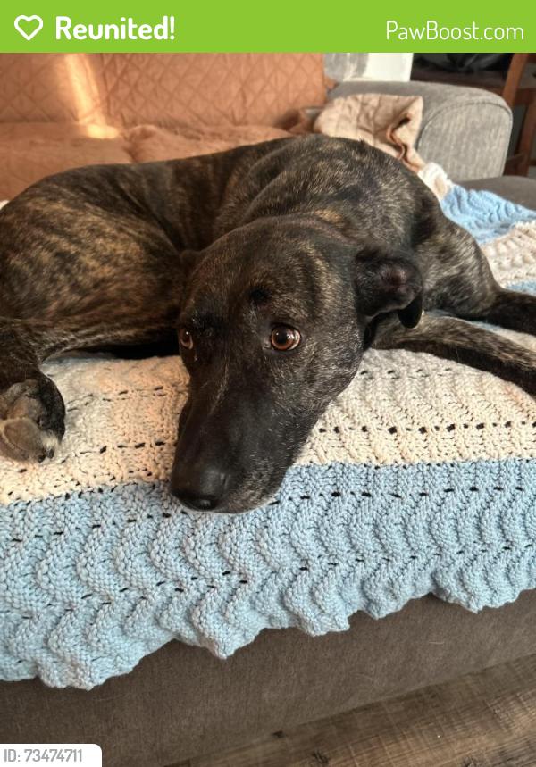 Reunited Female Dog last seen Hamilton Rd, Fairport, NY 14450