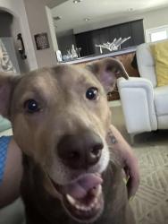 Lost Female Dog last seen Sienna Parkway, Missouri City, TX 77459