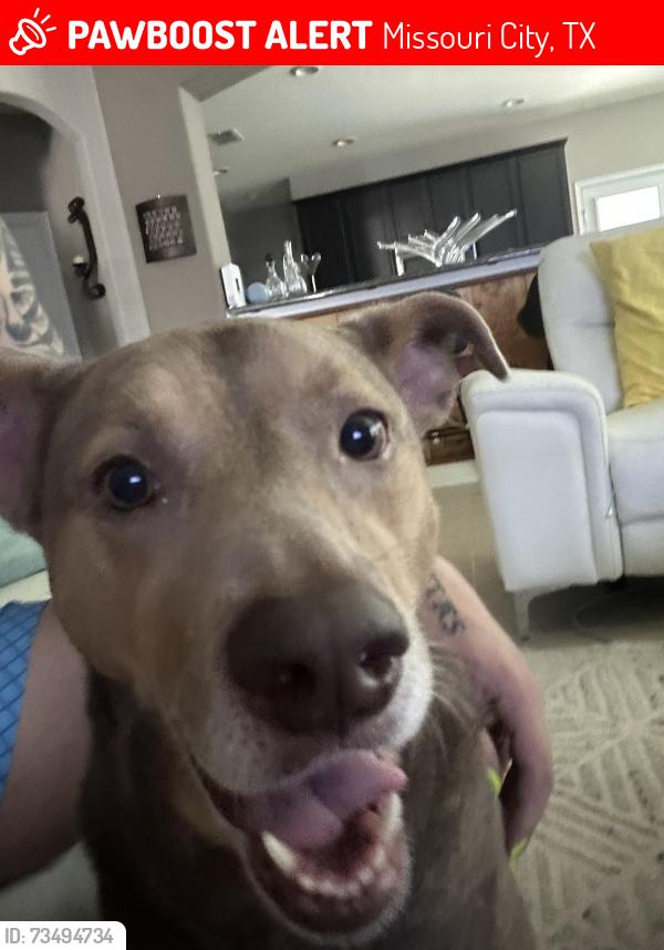 Lost Female Dog last seen Sienna Parkway, Missouri City, TX 77459