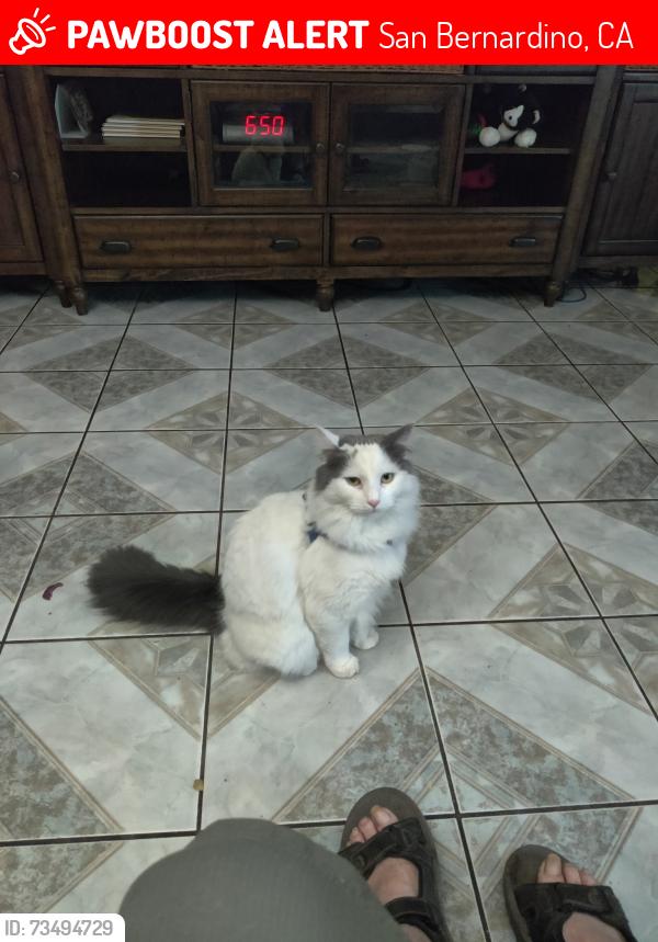 Lost Female Cat last seen Cooley ave and Mountain View Ave., San Bernardino, CA 92408