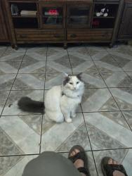 Lost Female Cat last seen Cooley ave and Mountain View Ave., San Bernardino, CA 92408