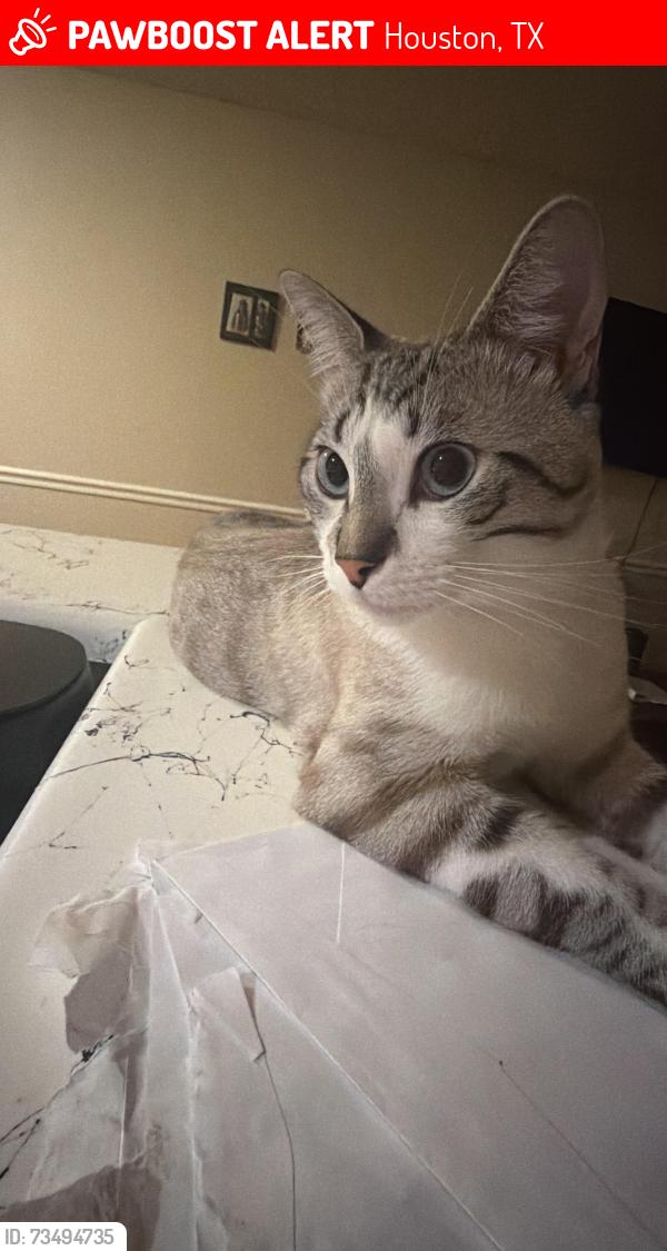 Lost Female Cat last seen Near theta st houston Texas 77034, Houston, TX 77034