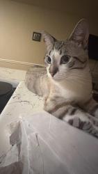 Lost Female Cat last seen Near theta st houston Texas 77034, Houston, TX 77034