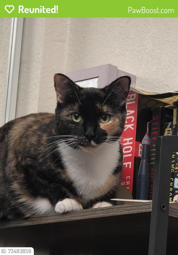 Reunited Female Cat last seen Sunstone apmts, apmt 83, Riverside, CA 92505