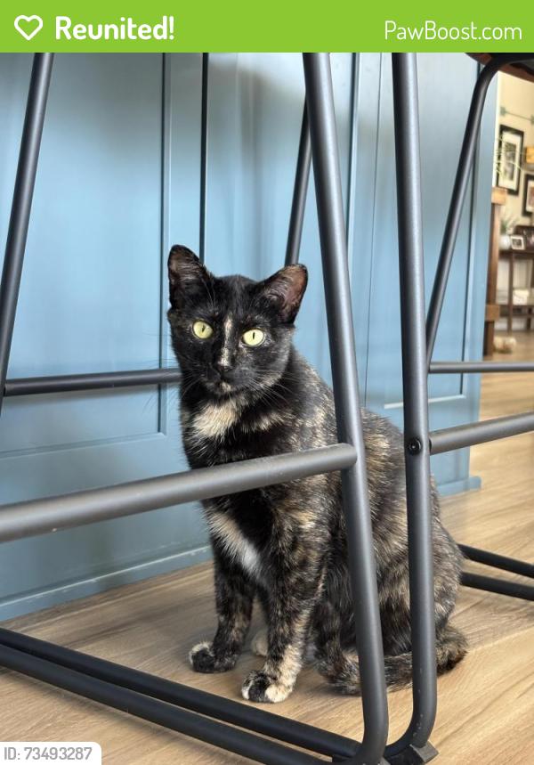 Reunited Female Cat last seen Dodd road by Lebanon Hills, Eagan, MN 55123