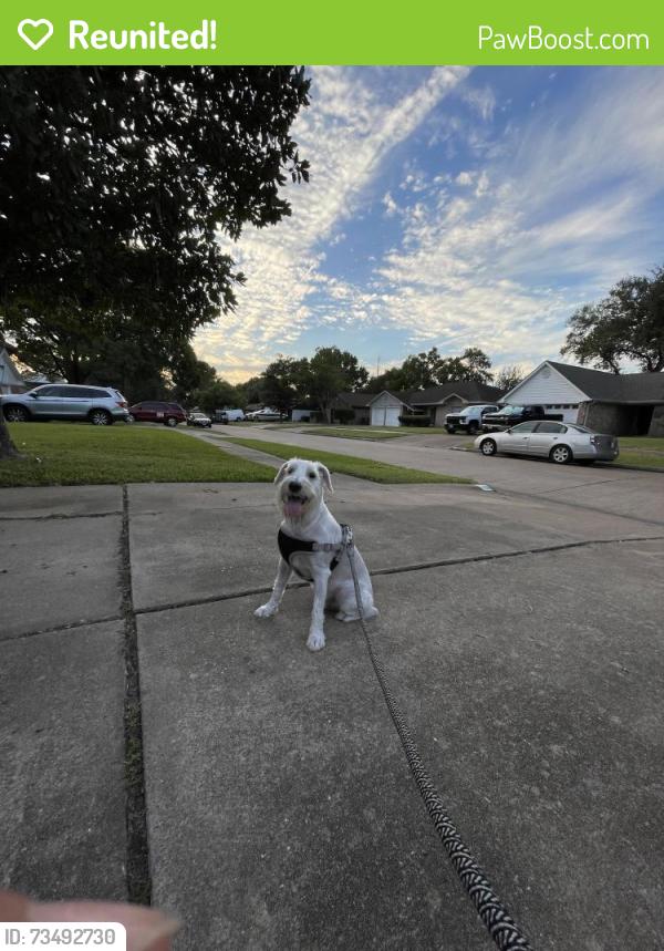 Reunited Male Dog last seen Near Kirkmeadow Dr, Houston, TX 77089, USA, Houston, TX 77089