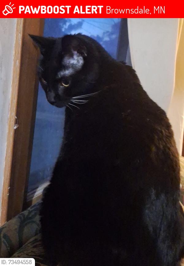 Lost Unknown Cat last seen Near SE Market Street, Brownsdale, MN, Brownsdale, MN 55918