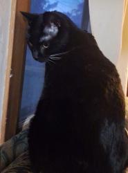 Lost Unknown Cat last seen Near SE Market Street, Brownsdale, MN, Brownsdale, MN 55918