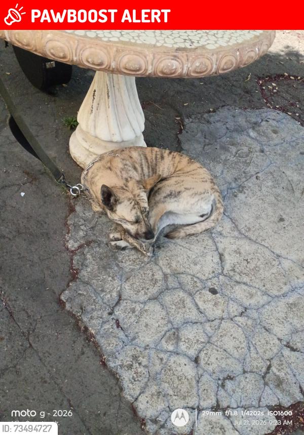 Lost Female Dog last seen ARCO station 20th and Indian canyon drive, Desert Hot Springs, CA 92240