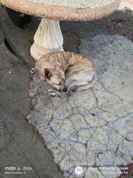 Lost Female Dog last seen ARCO station 20th and Indian canyon drive, Desert Hot Springs, CA 92240