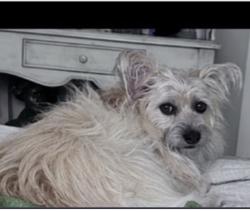 Lost Female Dog last seen Fleming Drive, Durham, NC 27712