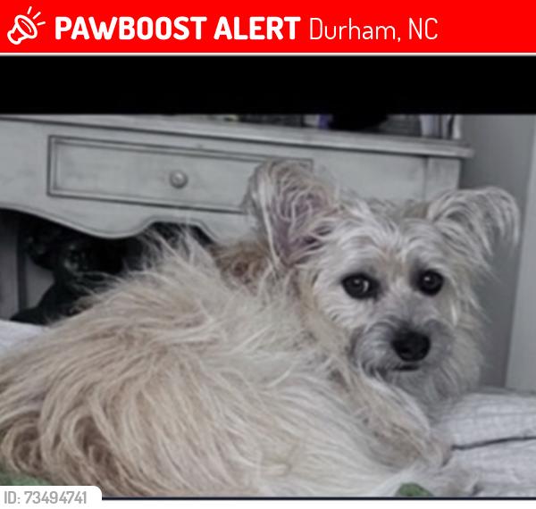 Lost Female Dog last seen Fleming Drive, Durham, NC 27712