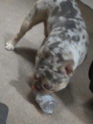 Reunited Male Dog last seen La mesa and Pacoima, Victorville, CA 92392
