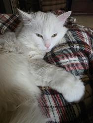 Lost Male Cat last seen Great bridge blvd, Chesapeake, VA 23320
