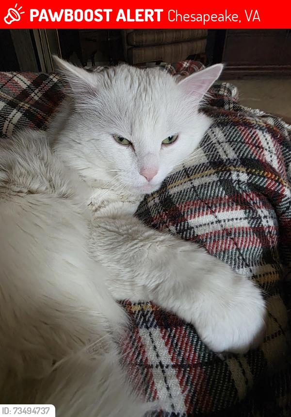 Lost Male Cat last seen Great bridge blvd, Chesapeake, VA 23320