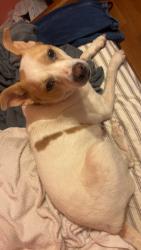 Found/Stray Female Dog last seen Clemmonsville exit near hardys, Clemmons, NC 27012
