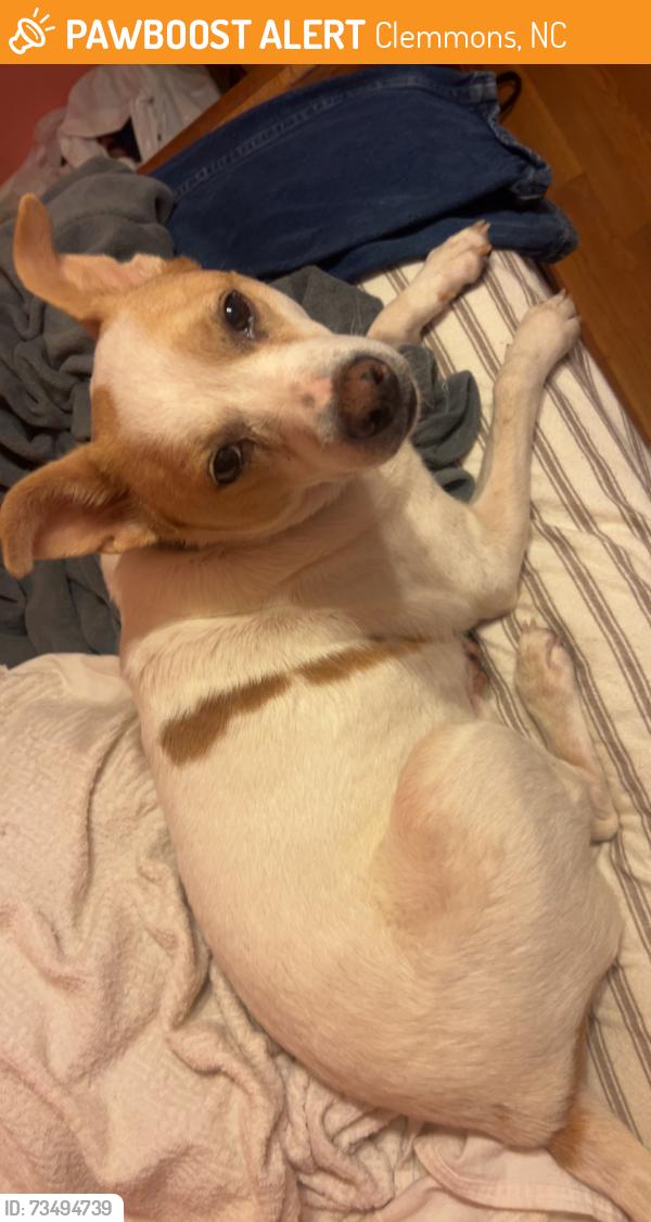 Found/Stray Female Dog last seen Clemmonsville exit near hardys, Clemmons, NC 27012