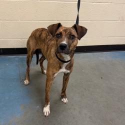 Shelter Stray Female Dog last seen , 2350 Appling City Cove, Memphis, TN 38133, USA