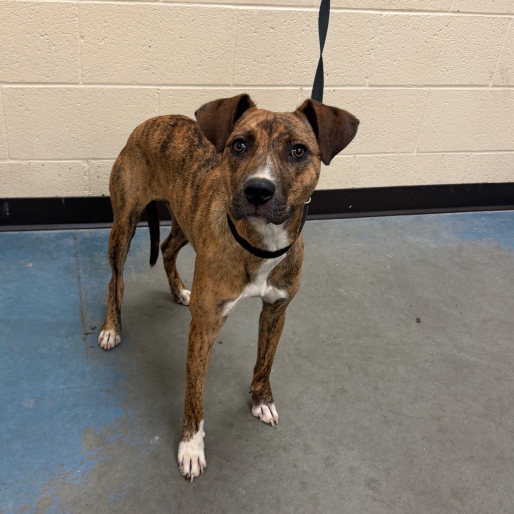 Shelter Stray Female Dog last seen , 2350 Appling City Cove, Memphis, TN 38133, USA