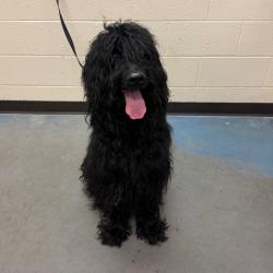 Shelter Stray Male Dog last seen , 2350 Appling City Cove, Memphis, TN 38133, USA