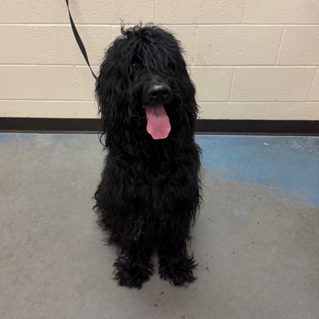 Shelter Stray Male Dog last seen , 2350 Appling City Cove, Memphis, TN 38133, USA