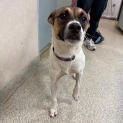 Shelter Stray Female Dog last seen , 8464 Beach Blvd, Jacksonville, FL 32216, USA