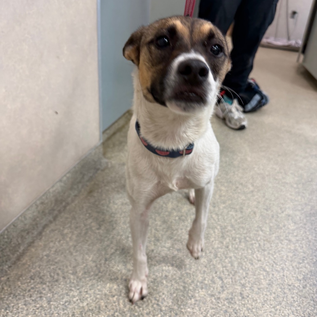 Shelter Stray Female Dog last seen , 8464 Beach Blvd, Jacksonville, FL 32216, USA