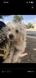 Reunited Male Dog last seen Miami st and 103rd, Tolleson, AZ 85353
