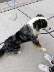 Found/Stray Male Dog last seen Longs Peak Rd, Rio Rancho, NM 87144