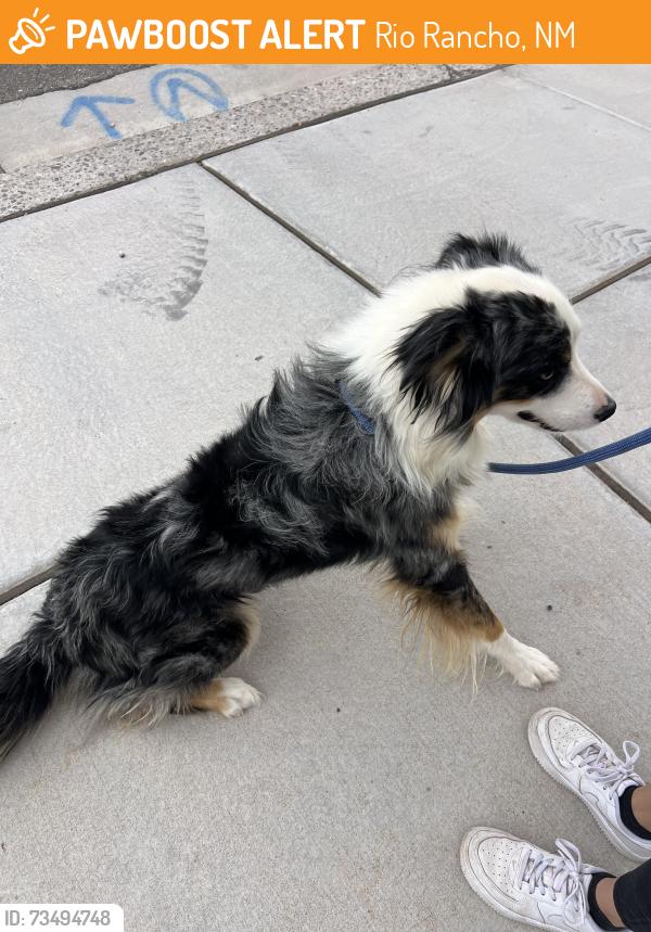 Found/Stray Male Dog last seen Longs Peak Rd, Rio Rancho, NM 87144
