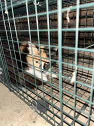 Reunited Female Cat last seen Whispering farms neighborhood, Cleves, OH 45002
