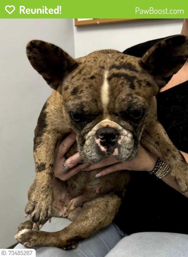 Reunited Female Dog last seen E. 23rd Street, Chattanooga, TN 37404