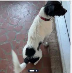 Reunited Male Dog last seen Scalesville Road, Summerfield, NC 27358
