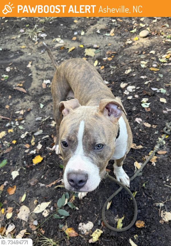 Found/Stray Male Dog last seen South Skyloft dr and mlk blvd, Asheville, NC 28801