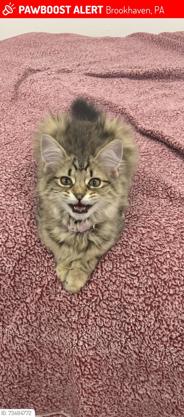 Lost Female Cat last seen Donegal lane and ridgewood, Brookhaven, PA 19015