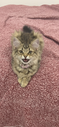 Lost Female Cat last seen Donegal lane and ridgewood, Brookhaven, PA 19015