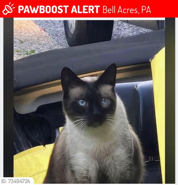 Lost Male Cat last seen Near beadnell drive Sewickley pa 15143, Bell Acres, PA 15143