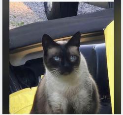 Lost Male Cat last seen Near beadnell drive Sewickley pa 15143, Bell Acres, PA 15143