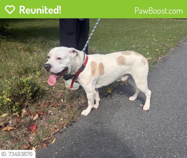 Reunited Male Dog last seen Near Beverly circle, Charlotte, NC 28270