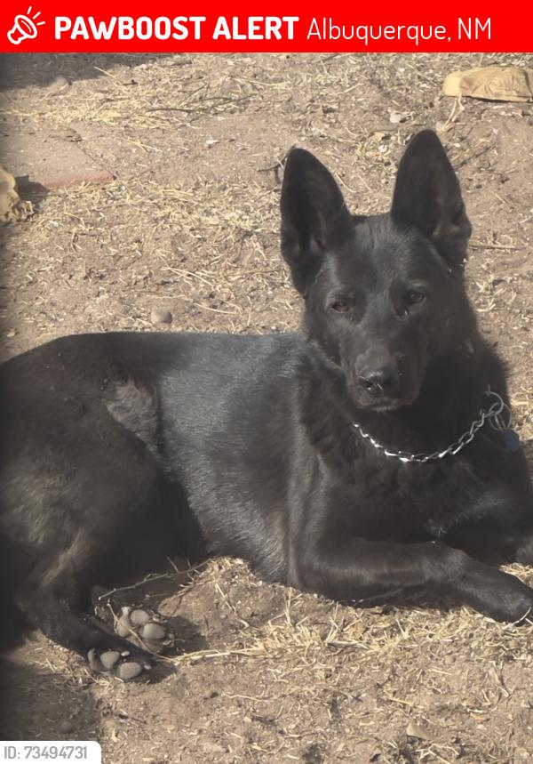 Lost Female Dog last seen Atrisco and Palisades, Albuquerque, NM 87105