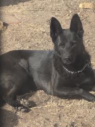 Lost Female Dog last seen Atrisco and Palisades, Albuquerque, NM 87105