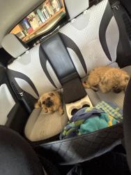Reunited Unknown Dog last seen Jesmond dene and Rue Montreux, Escondido, CA 92026