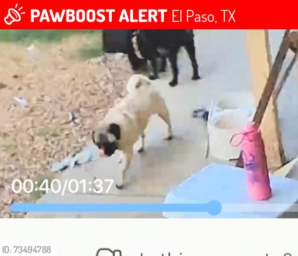 Lost Female Dog last seen Dyer, El Paso, TX 79904