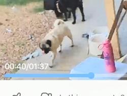 Lost Female Dog last seen Dyer, El Paso, TX 79904