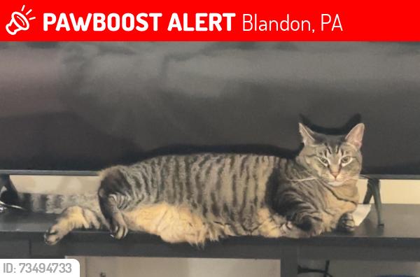 Lost Male Cat last seen Andrew Mair Elementary School, Blandon, PA 19510