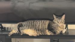 Lost Male Cat last seen Andrew Mair Elementary School, Blandon, PA 19510