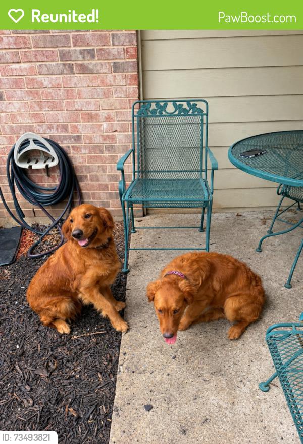 Reunited Female Dog last seen Harvest Bend and Autumn Breeze Drive, Wylie, TX 75098