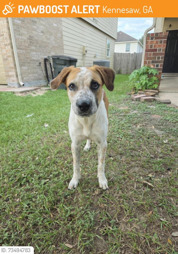 Found/Stray Female Dog last seen Cerca de la escuela lewis Elementary, Kennesaw, GA 30152