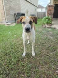 Found/Stray Female Dog last seen Cerca de la escuela lewis Elementary, Kennesaw, GA 30152