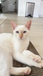 Reunited Male Cat last seen Rustling Grass Trl, Inman, SC, Inman, SC 29349